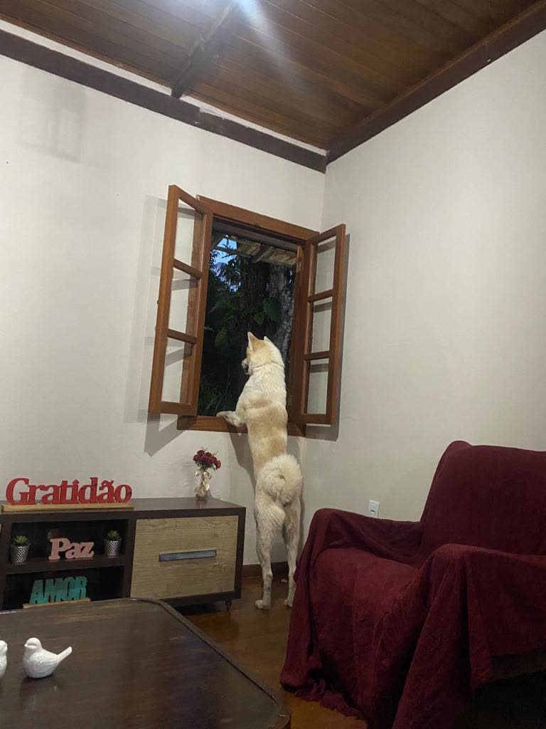 Cachorro Apolo na sala