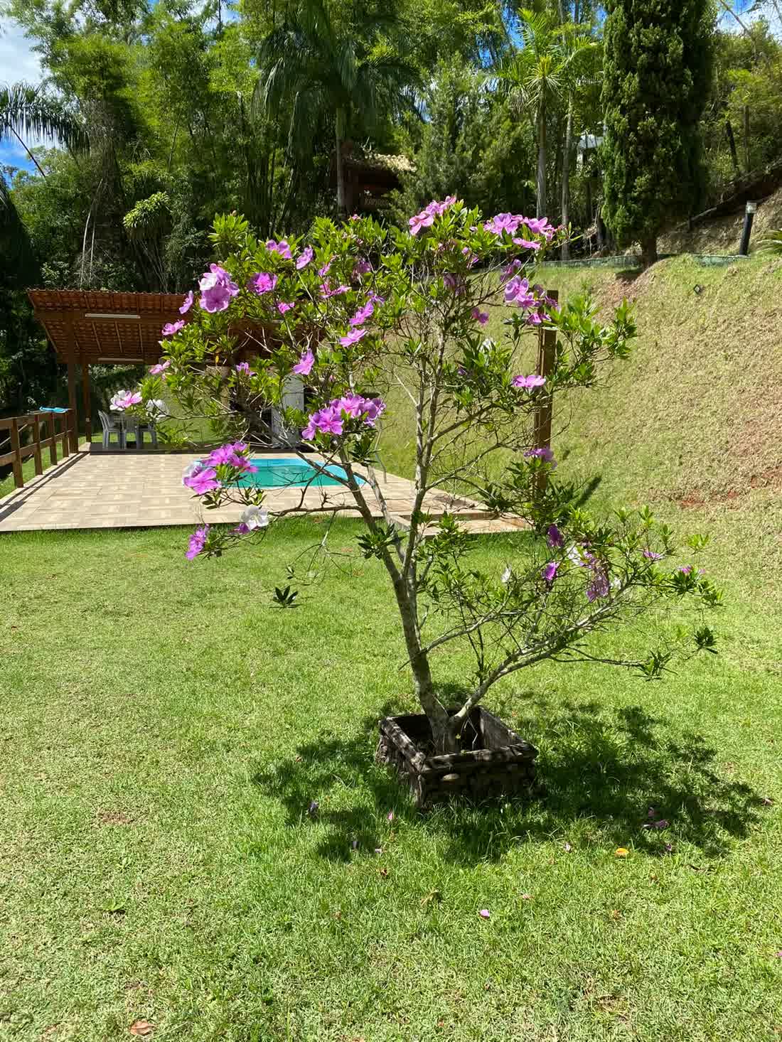 Piscina cercada de flores
