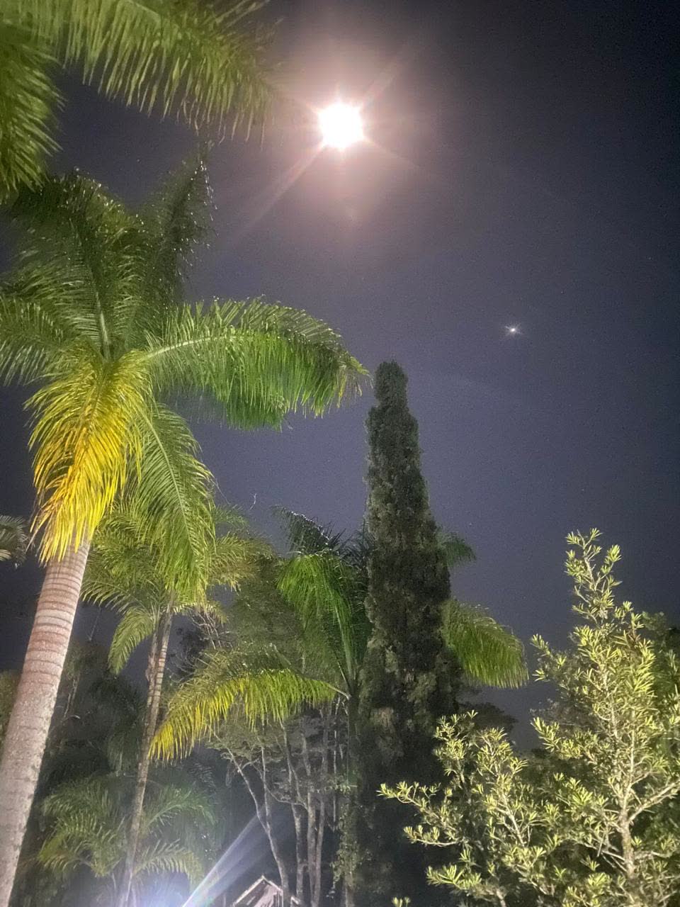 Lua e estrelas entre as palmeiras