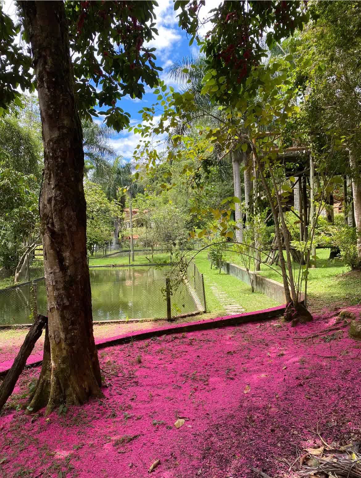 Poço na entrada da chácara, cercado de mata